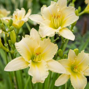 Hemerocallis 'Buttercream' PP20390P2