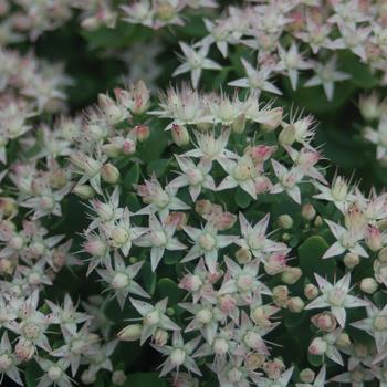 Sedum tatarinowii 'Thundercloud' 