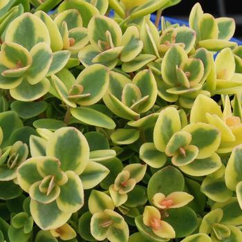 Sedum 'Lime Twister' PP26895