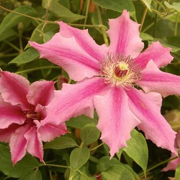 Clematis 'Sugar Candy' 