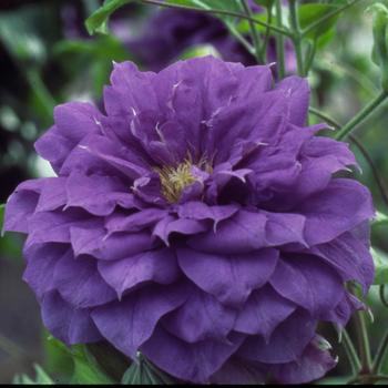 Clematis 'Evipo008' PP15745