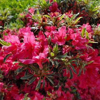 Rhododendron Girard Hybrid 'Silver Sword' 