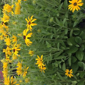 Rudbeckia 'Glitters Like Gold' (315746)