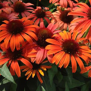 Echinacea 'Orange Skipper' PPAF