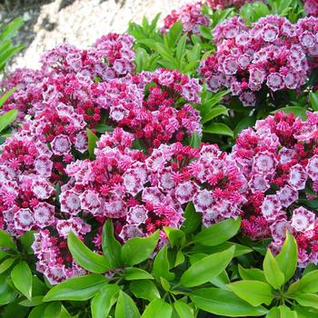 Kalmia latifolia 'Yankee Doodle'
