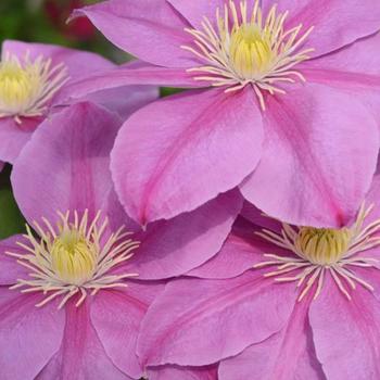 Clematis 'Alaina' (315749)