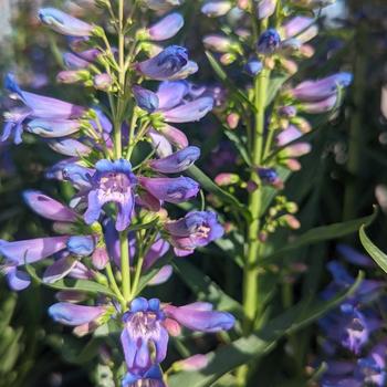 Penstemon barbatus 'Pristine Blue' 