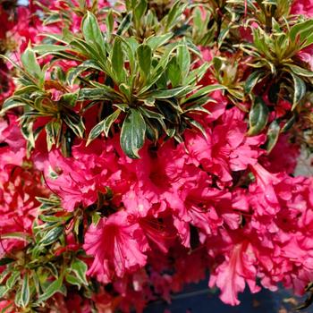 Rhododendron Girard Hybrid 'Silver Sword' (315753)