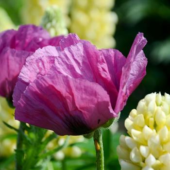 Papaver orientale 'Plum Pudding' 