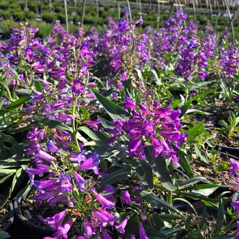 Penstemon barbatus 'Pristine Blue' (315759)