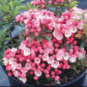 Kalmia latifolia 'Tiddlywinks'