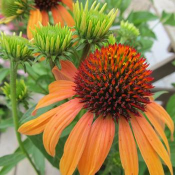 Echinacea 'Orange Passion' (315761)
