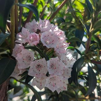 Kalmia latifolia 'Tiddlywinks' (315762)