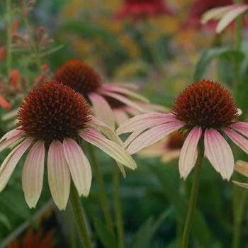 Echinacea 'Evening Glow' PP24801