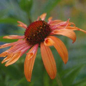 Echinacea 'Orange Passion' 
