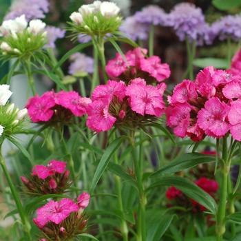Dianthus barbatus 'Indian Carpet Mix' 