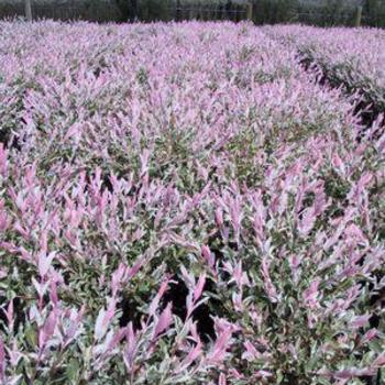 Salix integra 'Flamingo' 