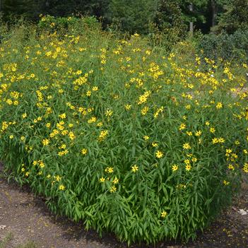 Coreopsis tripteris 'Gold Standard'