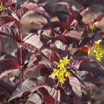 Diervilla splendens 'El Madrigal' PP28060