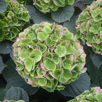 Hydrangea macrophylla 'Xian' PP20483