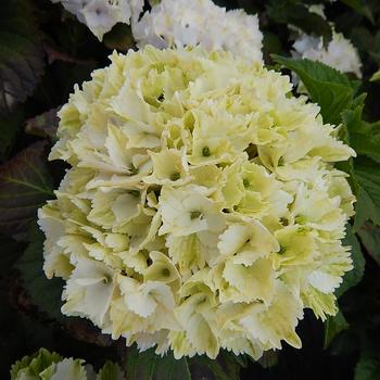 Hydrangea macrophylla 'Hokomano' PP22696