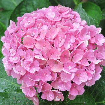 Hydrangea macrophylla Everlasting® 'Opal' (315773)