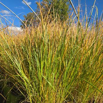 Pennisetum alopecuroides 'Etouffee™' 7,141,172