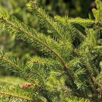 Picea glauca 'Montrose Charm' (315777)