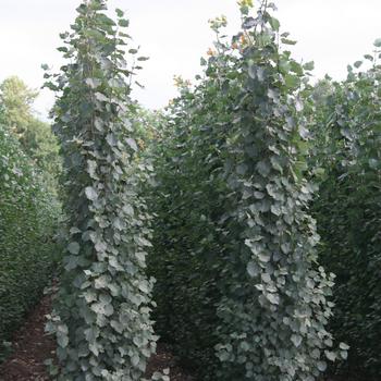 Populus tremula 'Erecta' 