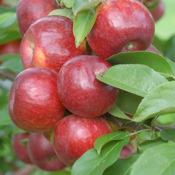 Malus domestica 'MN 447' 
