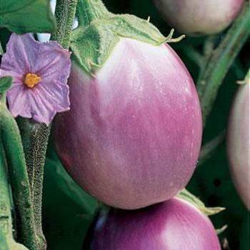 Solanum melongena 'Rosa Bianca' 