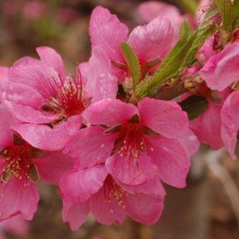Prunus persica 'Bonanza Miniature' 