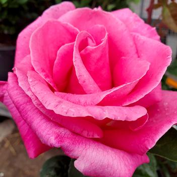 Rosa 'Perfume Delight&trade;' PP3282