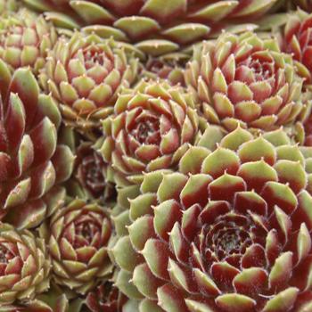 Sempervivum 'Pilioseum' 