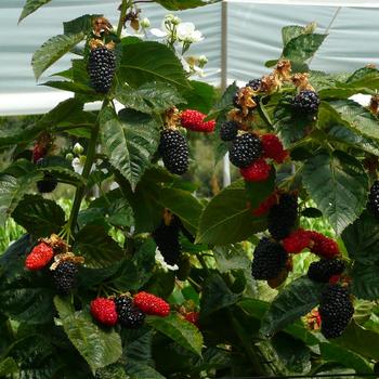 Rubus 'APF-153T' PP26990