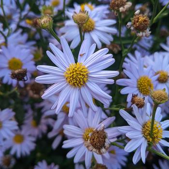 Kalimeris incisa 'Blue Star' 