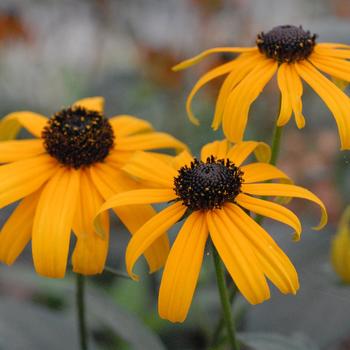 Delosperma 'Fig Fusion' USPP29663P2