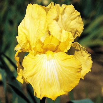 Iris germanica 'Summer Olympics'