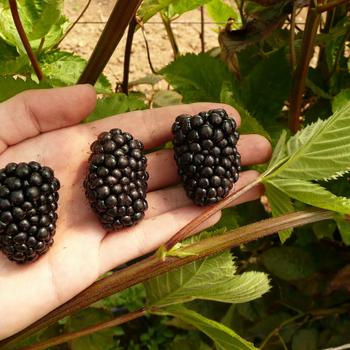 Rubus Prime-Ark® 'Freedom' (315803)