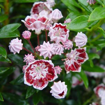 Kalmia latifolia 'Minuet'