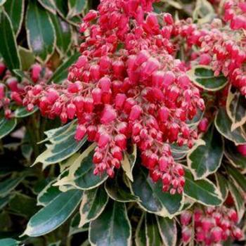 Pieris japonica 'Ralto' PP19331