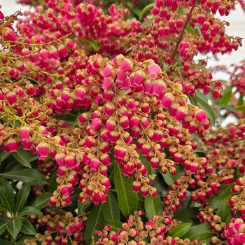 Pieris japonica 'Passion' PP19319