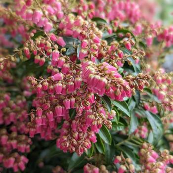 Pieris japonica Passion Party&trade; 'Passion' (315812)