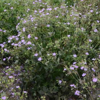 Geranium maculatum 'Crane Dance' (315814)