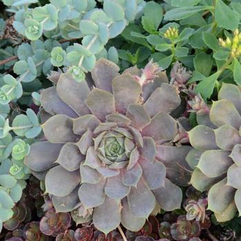 Sempervivum 'Pacific Blue Ice' (315815)