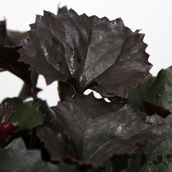 Ligularia dentata 'Pandora' PPAF