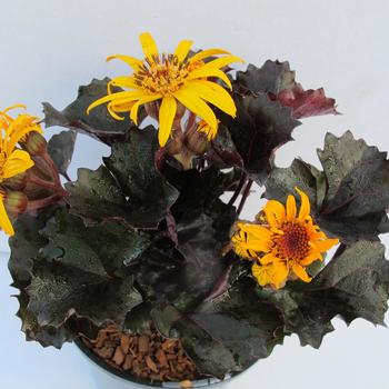 Ligularia dentata 'Pandora' (315821)