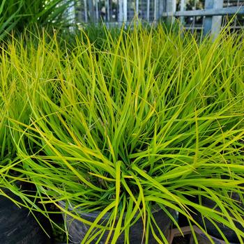 Pennisetum alopecuroides 'Lumen Gold' (315822)