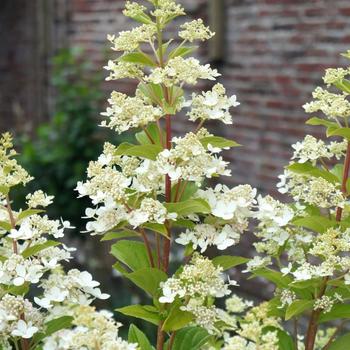 Hydrangea paniculata 'Confetti' Vlasveld002 PP26582
