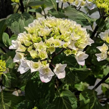 Hydrangea macrophylla 'Peacock' Zulu PP20316